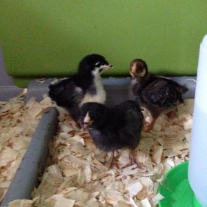 One of each, a black Australorp, a gold lace Wyandotte and a Plymouth barred rock. (2 weeks old)
