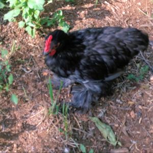 The Babies are 9 Weeks Old! Here is our Rooster Dexter (Blue Cochin)