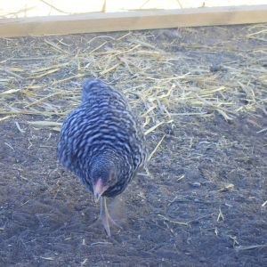 This is Aela a young pullet of unknown age. Weeks I'm guessing. She's a California Grey.