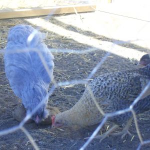 The chicken on the right is Fiona she is a Norwegian Jærhøn about 6 months of age.