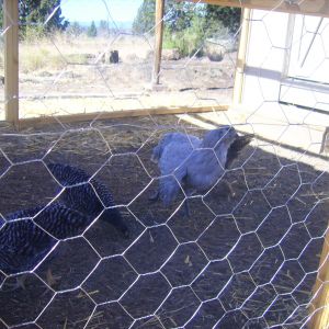 Here's a photo of the diverse bunch. I ended up getting 4 chickens, just enough for a dozen eggs.