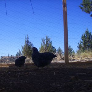The California Grey in this photo is Lena. She's a lil biiger than her sister. She has a deformity on her comb which is why the breeder didn't want her, but I don't care, I just want her eggs :)