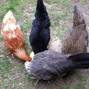Amelia, Morgaine, Clara and Victoria pecking for treats