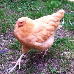Baby strutting around, she was bawk bawk baw cawking too, two days in a row!