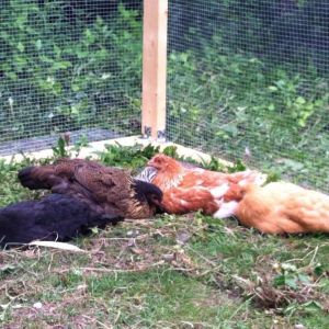 Of all the places the girls had to choose the corner with the most vegetation to scratch up and dust bathe in