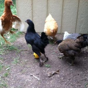 Fowl!  Morgaine is a bit mean when it comes to treats, she usually just pecks Amelia or Baby on the head but today there was some jumping