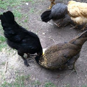 Morgaine has never pecked Clara though, wondering if Clara is top hen and Morgaine is number 2