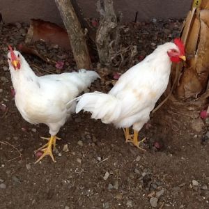 My trader joe hatch are both roosters.  I have to find someone who wants them since we are not allowed to have them in the area I live :(
