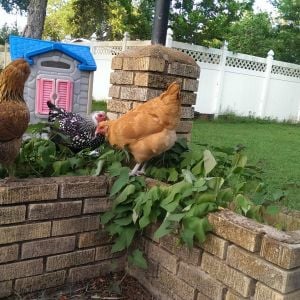 Georgia, Lady Mary & Gertie digging through the raised beds at their new house