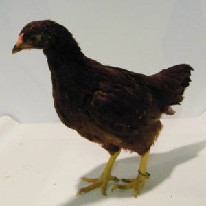 "Olive" Buckeye @ 8 wks