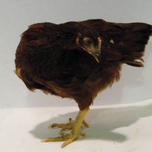 "Rose" Rhode Island Red