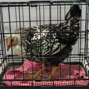 "Lacey" Silver Laced Wyandotte @ 15 wks