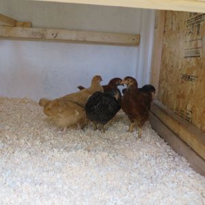 Our six chickens inside the coop for the first time.