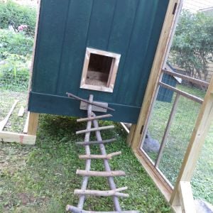Quirky chicken ladder. It's fun to watch them come down this in the morning and they also like to roost on it.