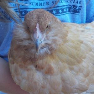 Daisy's beard is coming in nicely!