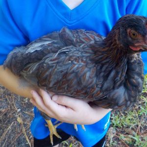 Chippy, BLRW, 10 weeks