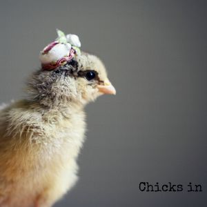 Chicks in Hats.