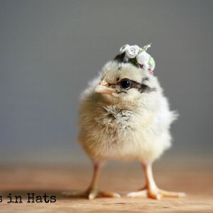 Chicks in Hats.