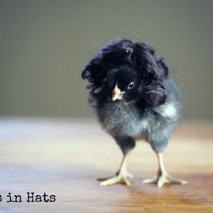 Chicks in Hats.