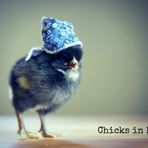 Chicks in Hats.