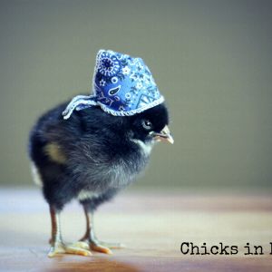 Chicks in Hats.