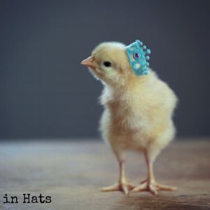 Chicks in Hats.