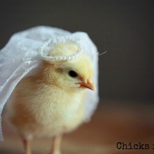 Chicks in Hats.