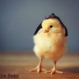 Chicks in Hats.