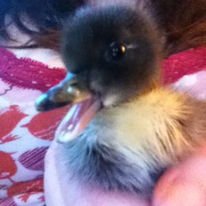 Special. No, that's her name.
Our first successfully hatched homegrown duckling. Hence the name.
This was taken the day she hatched. She's a few weeks old now and about 10x this size. She's huuuuge. I need to get an updated photo. I know who her mommy is just by her size. Our "Daffy" (girl, Silver Appleyard mix) was HUGE as a duckling and is still by far the largest duck we have, so I'm 95% sure Special is her offspring. Daddy unknown.