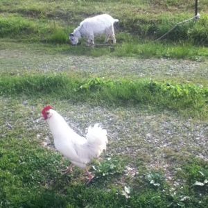 Mister (white EE/OE mutt) and Eleanor (pygmy goat).