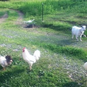 Sir (white and black EE/OE mutt), Mister (white EE/OE mutt), Eleanor (pygmy goat), and Dude (white-ish EE/OE mutt).