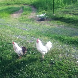 Sir (white and black EE/OE mutt), Mister (white EE/OE mutt) and Eleanor's butt (pygmy goat).
