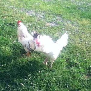 Sir (white and black EE/OE mutt) and Mister (white EE/OE mutt) doing the chicken dance.