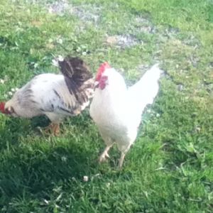 Sir (white and black EE/OE mutt) and Mister (white EE/OE mutt).