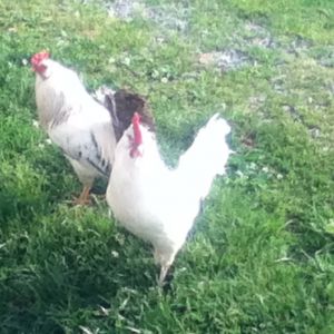 Sir (white and black EE/OE mutt) and Mister (white EE/OE mutt).