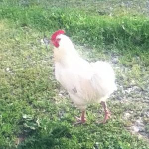 Dude (white-ish EE/OE mutt).