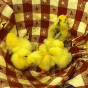 Basket o' chicks! This batch of homegrown mixed babies was hatched in the last few days of June '14 (I think). You can't tell, but one is a naked-necked showgirl mix.