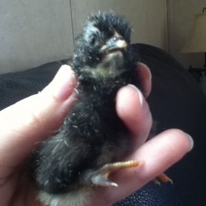Little homegrown silkie cross chick that hatched a week later than the others (early July '14).