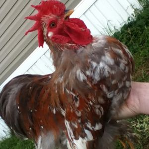 Bantam Mille Fleur Cochin rooster. Still unnamed. He's a proud little dude. Couldn't get a single picture of him without him puffing up his chest. Pardon his appearance. He was in a molt here and on top of that, when I got him (not long ago), he had a terrible case of lice and his neck feathers were picked clean. I've cleared up the lice and his neck feathers are starting to grow back.