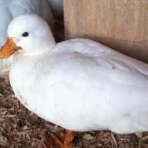 White Call Hen