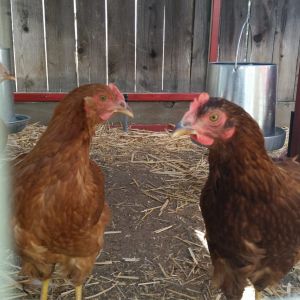 my  New Hampshire on the right her name is old red the New Hampshire on the last her name is Flower..
they both are 5 months 1 day I don't know if they're ready to lay or not I've been reading up on info about chicken since I'm new at this any information would help thanks by the way we're sticking up for resting areas for him this weekend