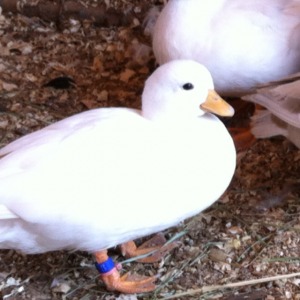 White Call Pullet