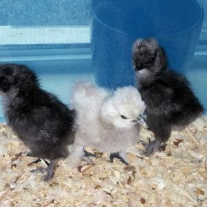 Another picture of "Coconut", "Buffett", and "Margarita"...at 5 days old...