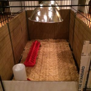 My brooder. An xlg dog crate with cardboard sides to hold the heat in. It worked perfectly for about 4 weeks then 15 chicks were all of the sudden too big all together.