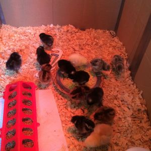 Just arrived! 3 days old and so fluffy and cute! I gave them diced up hard boiled eggs to give them a super boost of protein after their 2 day shipping journey. They loved the egg!