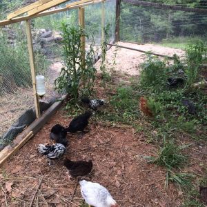 First time out in the completed run that surrounds their entire coop. When they finish scratching it all up I will rake out the debris and spread the sand out so it is easy to keep clean but for now it is a bug fest!
