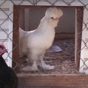 6 month old Sultan hen