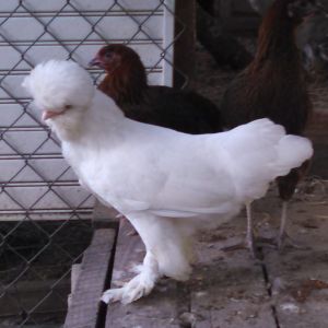 6 month old Sultan hen