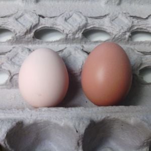 GSL (right) next to a BSL(left). The BSL has been laying for a week. This is "Neph's" first egg on the right.