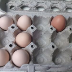 BSL on left. BSL on right.

We used the missing egg for brownies last night from the BSL, it was a double yolker. Freaked me out at first.